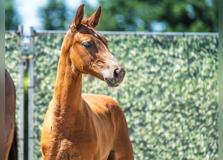 Westphalian, Mare, , Chestnut-Red