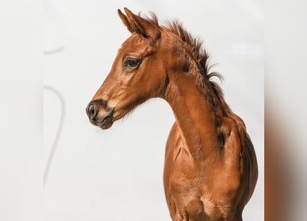 Westphalian, Mare, Foal (04/2024), Chestnut-Red