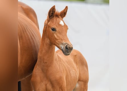 Westphalian, Mare, Foal (03/2024), Chestnut-Red