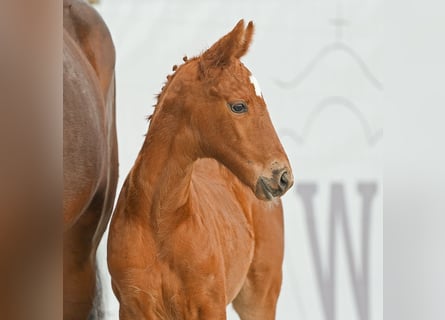 Westphalian, Mare, Foal (03/2024), Chestnut-Red