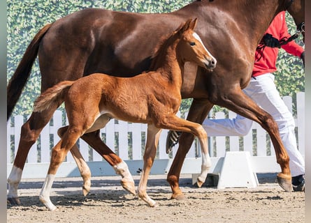 Westphalian, Mare, Foal (03/2026), Chestnut-Red