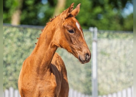 Westphalian, Mare, , Chestnut-Red
