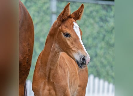 Westphalian, Mare, Foal (06/2025), Chestnut-Red