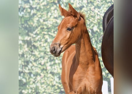 Westphalian, Mare, , Chestnut-Red
