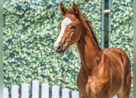 Westphalian, Mare, Foal (05/2025), Chestnut-Red