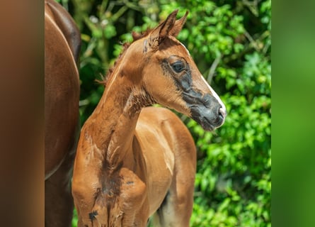 Westphalian, Mare, Foal (05/2024), Chestnut-Red