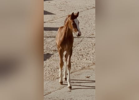 Westphalian, Mare, Foal (04/2026), Chestnut-Red