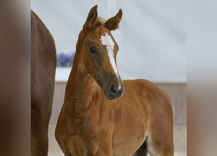 Westphalian, Mare, Foal (05/2026), Chestnut-Red