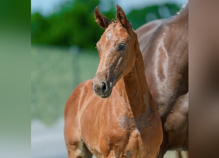 Westphalian, Mare, Foal (04/2026), Chestnut-Red