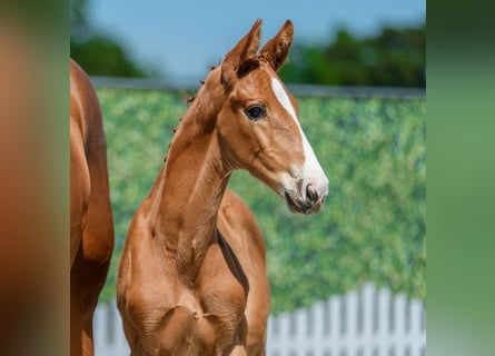 Westphalian, Mare, Foal (05/2026), Chestnut-Red