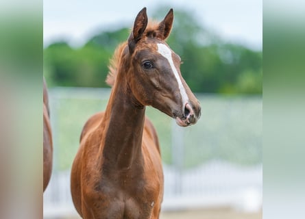 Westphalian, Mare, Foal (04/2026), Chestnut-Red