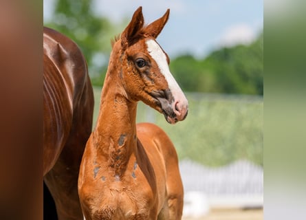 Westphalian, Mare, Foal (05/2026), Chestnut