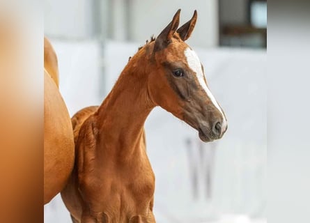 Westphalian, Mare, Foal (05/2024), Chestnut