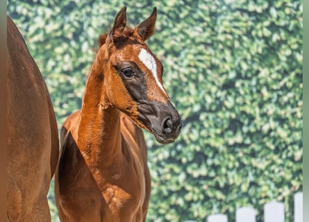 Westphalian, Mare, , Chestnut