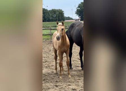 Westphalian, Mare, Foal (04/2025)
