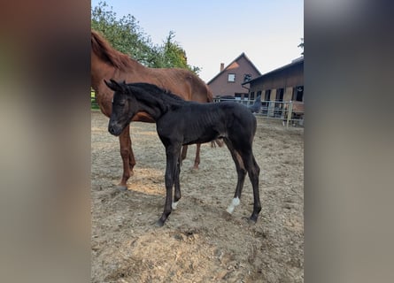 Westphalian, Mare, 