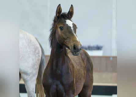 Westphalian, Mare, Foal (02/2026), Grey