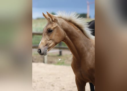 Westphalian, Mare, Foal (03/2025), Palomino