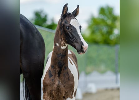 Westphalian, Mare, Foal (04/2026), Pinto
