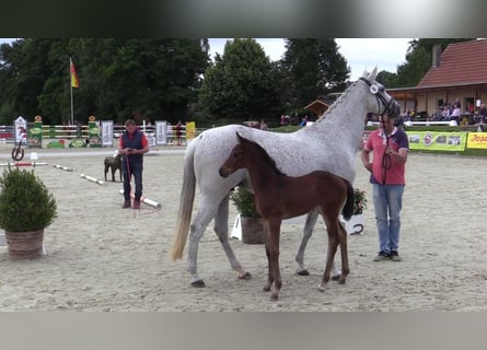 Westphalian, Mare, Foal (05/2023)