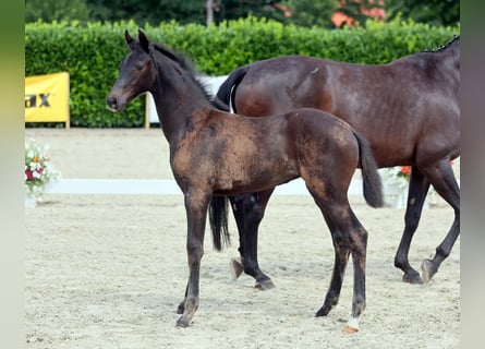 Westphalian, Mare, , Smoky-Black