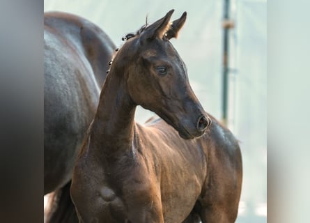 Westphalian, Mare, Foal (05/2024), Smoky-Black