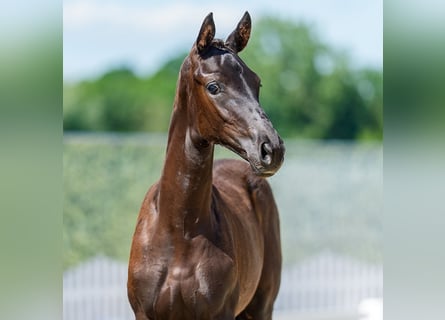 Westphalian, Mare, Foal (02/2026), Smoky-Black