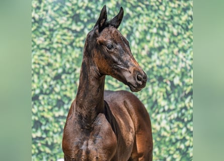 Westphalian, Mare, Foal (05/2025), Smoky-Black