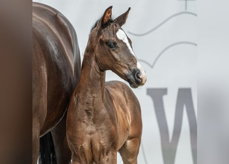 Westphalian, Mare, Foal (06/2024), Smoky-Black