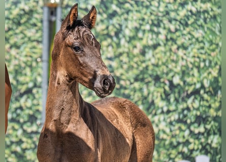 Westphalian, Mare, , Smoky-Black