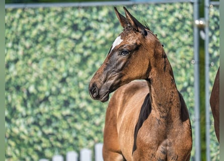 Westphalian, Mare, , Smoky-Black