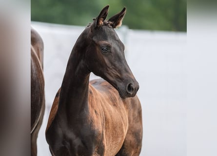 Westphalian, Mare, Foal (05/2024), Smoky-Black