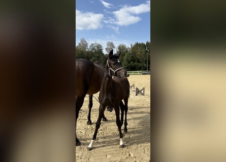 Westphalian, Mare, Foal (05/2026), Smoky-Black