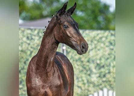 Westphalian, Mare, Foal (04/2025), Smoky-Black
