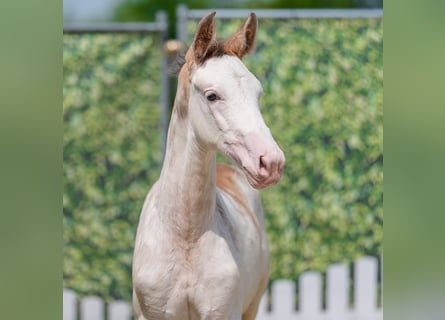 Westphalian, Mare, Foal (05/2026), White