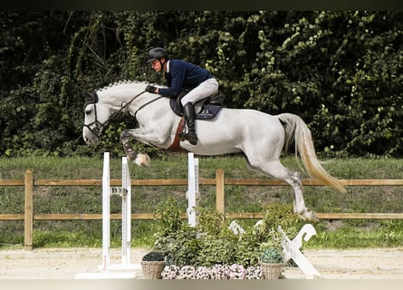 Westphalian, Stallion, 10 years, 16.3 hh, Grey