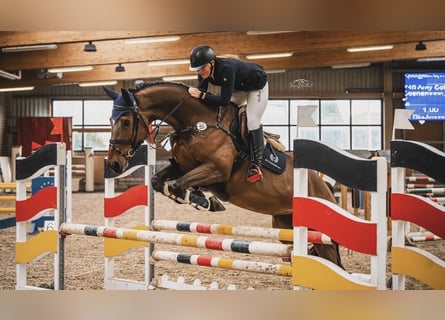 Westphalian, Stallion, 10 years, 17 hh