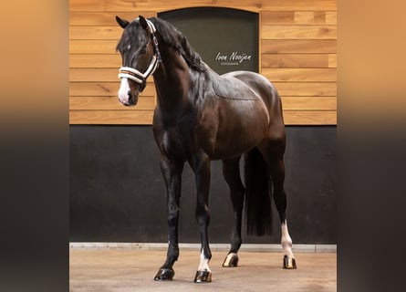 Westphalian, Stallion, 11 years, 16 hh, Smoky-Black