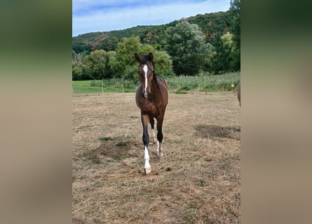 Westphalian, Stallion, 1 year, 15.2 hh, Brown