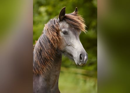 Westphalian, Stallion, 1 year, 15,1 hh, Buckskin