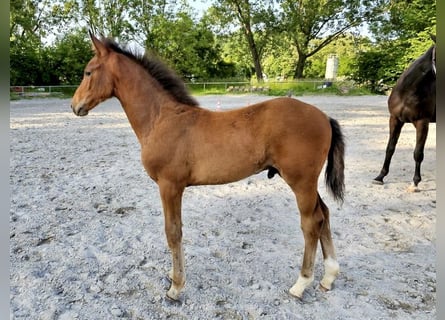 Westphalian, Stallion, 1 year, 16.1 hh, Brown