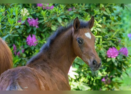 Westphalian, Stallion, 1 year, 16.2 hh, Brown