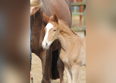 Westphalian, Stallion, 1 year, 16,2 hh, Chestnut-Red