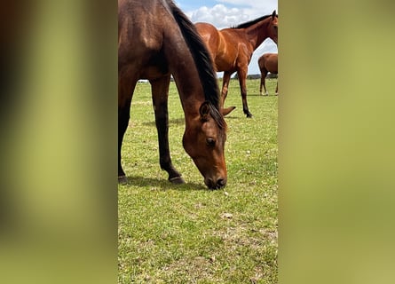 Westphalian, Stallion, 1 year, 16,1 hh, Brown