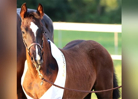 Westphalian, Stallion, 1 year, Bay-Dark