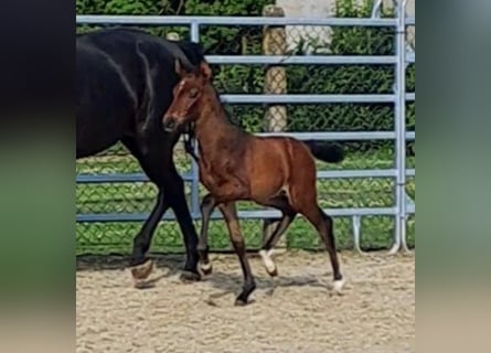 Westphalian, Stallion, 1 year, Brown