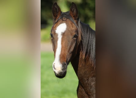 Westphalian, Stallion, 1 year, Brown