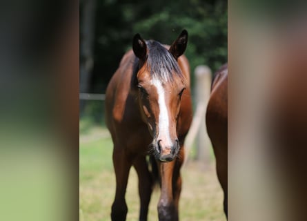 Westphalian, Stallion, 1 year, Brown