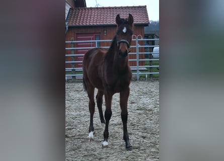 Westphalian, Stallion, 1 year, Brown