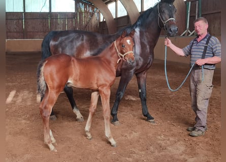 Westphalian, Stallion, 1 year, Brown